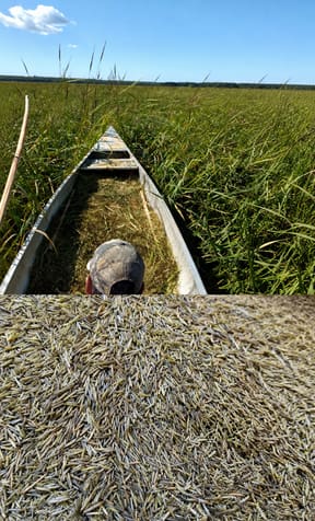 Minnesota wild rice and dry pantry staples from local producers
