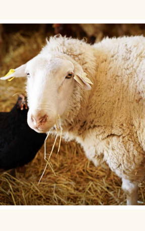 Minnesota sheep raised for farm-direct lamb including leg of lamb, chops and roasts, Back40 Farmstead Sheep