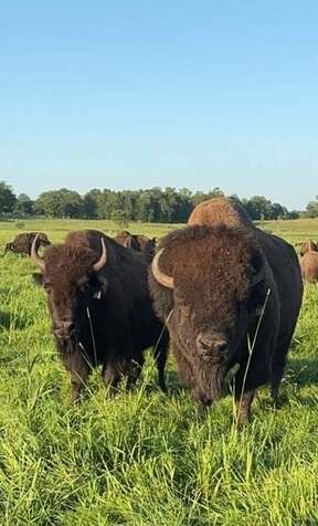Minnesota bison raised for farm-direct bison meat Backroad Bison