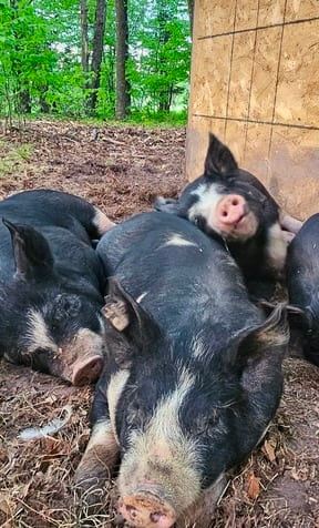 Minnesota heritage breed pork from local farms