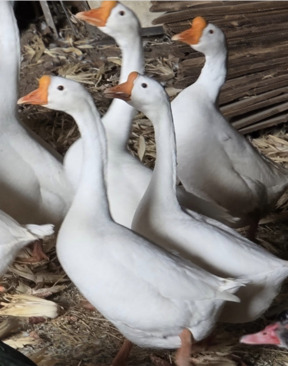 Minnesota farm-raised goose from a local farm