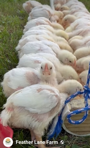 Pasture-raised poultry from Minnesota farms