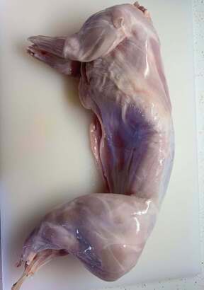 Minnesota rabbits raised for farm-direct rabbit meat Flatland Farm LLC 