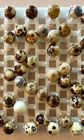 Minnesota quail eggs from local farms