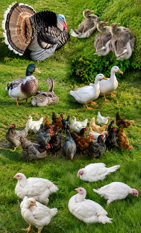 Minnesota poultry farms selling chicken, turkey, duck, and local poultry