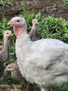 Minnesota Thanksgiving turkey from a local farm