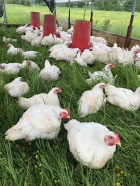 Minnesota pasture-raised chicken from local farms