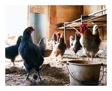 chickens on the farm